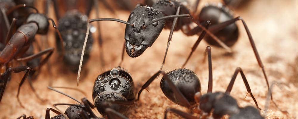 Ants Control