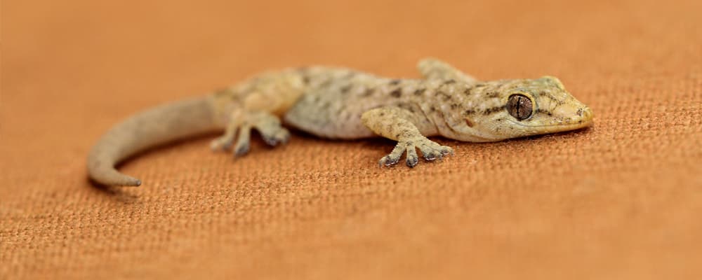 Lizards Control