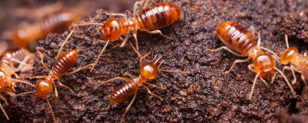 Termite Control